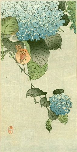 Kono Bairei - Ohara Koson Woodblock Print - Sparrow on Hortensia