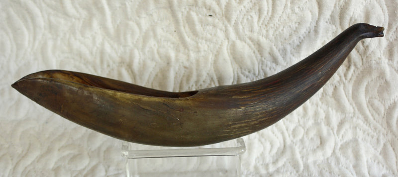 large carved Yak horn for farm animal medicine