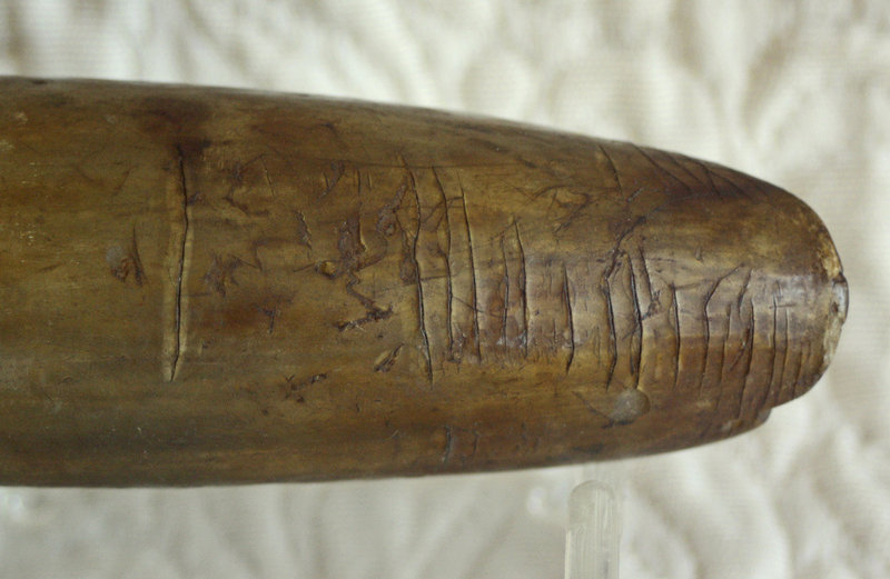 large carved Yak horn for farm animal medicine