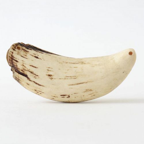 An Oceanic Polynesian Whale Tooth Pendant "Tabua", ex. Coll.