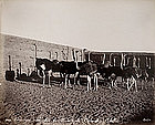 Album with views of Ancient Egypt, Photographs 02 to 13