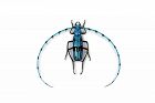 blue insect Rosalia longicorn Murano glass