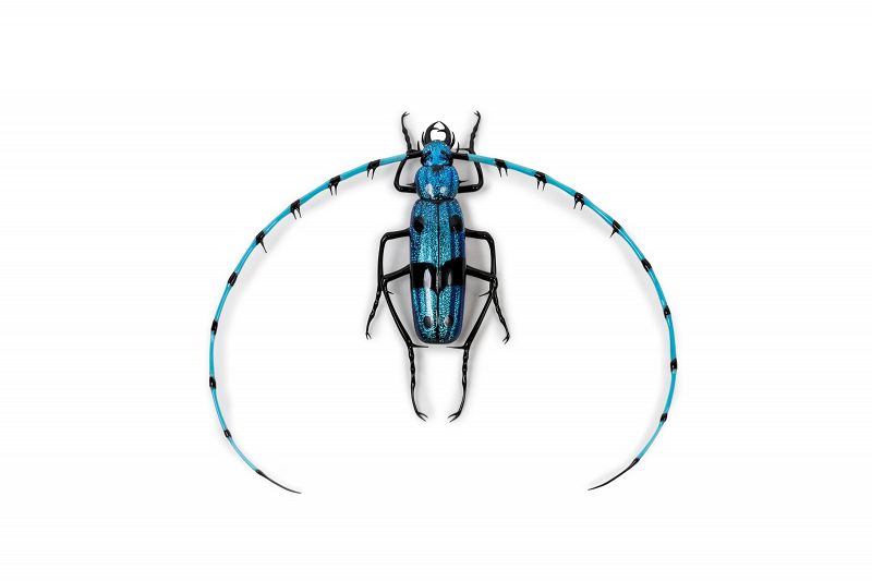 blue insect Rosalia longicorn Murano glass