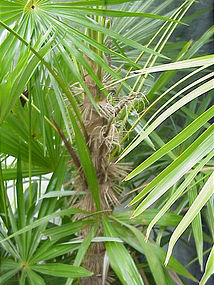 Zombia Palm, Haiti Voudou Palm