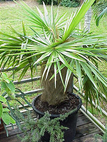 Old Man Palm Cocothrinax Crineta Cuba