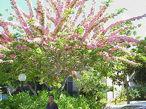Cassia Javanica, Apple Blossom Tree