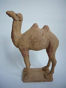 Tang Dynasty Pottery Camel