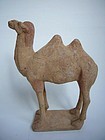 Tang Dynasty Pottery Camel