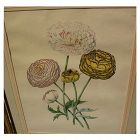 Old 19th century hand-colored botanical print in distressed gold frame