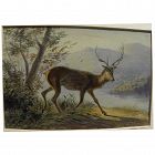 NEWTON SMITH FIELDING (1799-1856) English early watercolor drawing of a stag