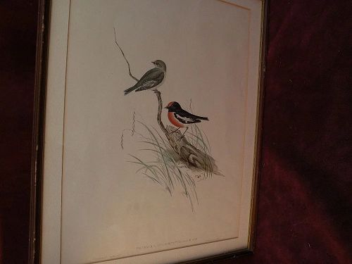 JOHN GOULD (1804-1881) hand colored bird lithograph by noted naturalist and illustrator