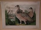 CURRIER & IVES lithograph small folio print American Prairie Hens