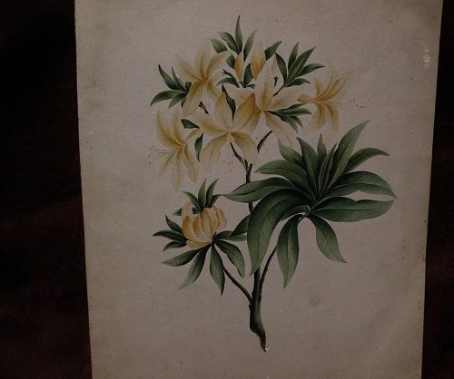 American botanical drawing 19th century folk art extremely detailed