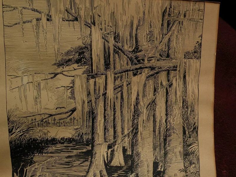 Florida art 1917 ink drawing southern cypress swamp listed artist