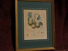 French 18th/19th century botanical illustration engraved hand colored print by noted illustrator PIERRE ANTOINE POITEAU (1766-1854)
