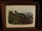 Original edition JOHN WOODHOUSE AUDUBON (1812-1862) Imperial size 19th century lithograph of small mammal plate 139