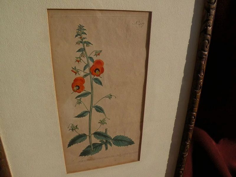 English 18th century hand colored botanical etching print dated 1798