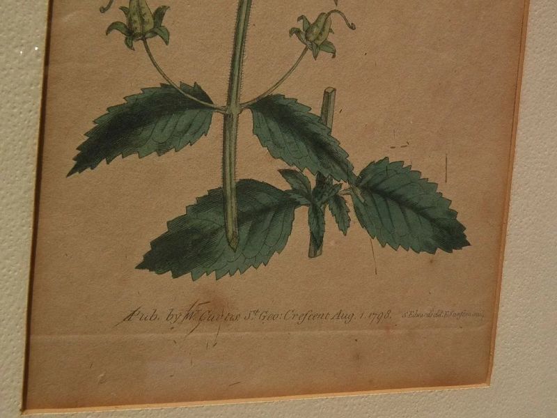 English 18th century hand colored botanical etching print dated 1798