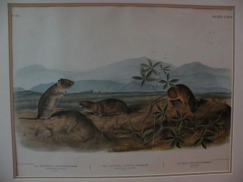 JOHN JAMES AUDUBON (1785-1851) original large folio lithograph print by the American naturalist and ornithologist