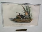 JOHN J. AUDUBON hand colored lithograph print "Clapper Rail or Salt Water Marsh Hen"