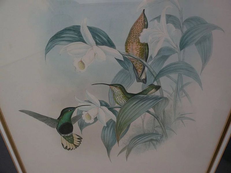 JOHN GOULD (1804-1881) **PAIR** of hand colored lithograph prints of hummingbirds by noted ornithologist illustrator artist