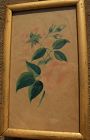 American folk art early 19th century watercolor drawing "Double Rose"