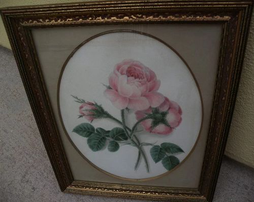 Original 19th century fine detailed watercolor drawing of pink roses