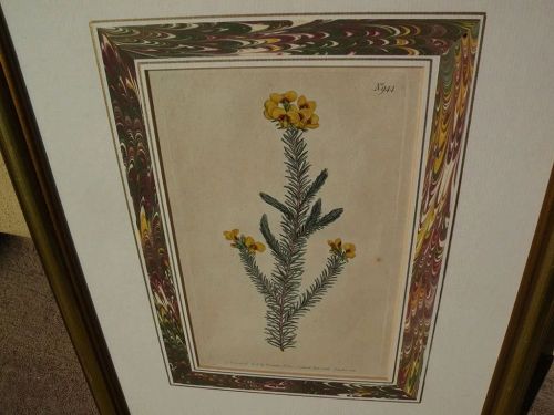 Botanical art original 1806 hand colored engraving print after Sydenham Edwards (1768-1819)