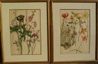 Original botanical art PAIR 1907 watercolor paintings of flowers