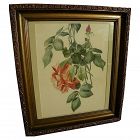 Fine watercolor painting of roses signed and dated 1919