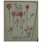 Circa 1740 scarce desirable hand colored botanical print by Johann Wilhelm Weinmann