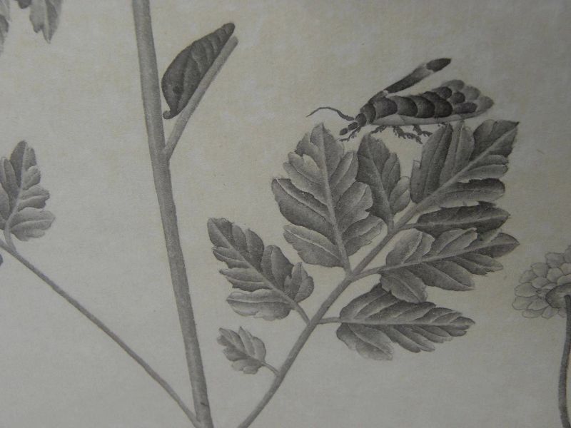 Original botanical drawing in monochromatic gray black white