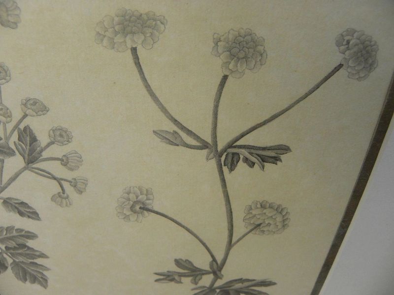 Original botanical drawing in monochromatic gray black white