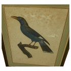 Nicely matted 19th century hand colored print of exotic bird in the style of Audubon