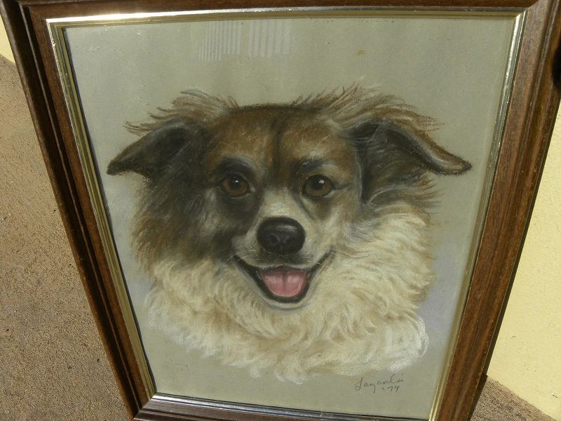 Dog art pastel signed portrait drawing of border collie or Australian Sheepdog dated 1979