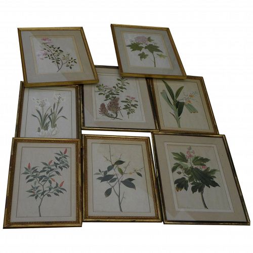 EIGHT early 19th century ORIGINAL botanical drawings exquisite detail NOT PRINTS