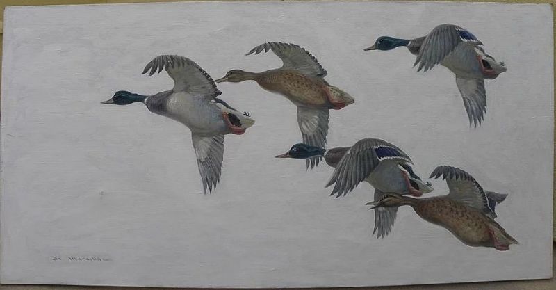 Impressive sporting art painting of ducks in flight signed de Marcillac