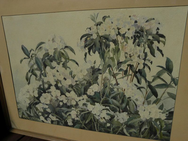 RICHARD ANDREW (1869-1956) large watercolor painting of mountain laurel and blossoms