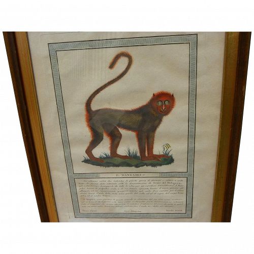 Decorative antique hand colored engraving of an old world monkey by LUIGI RADOS (1773-1840)
