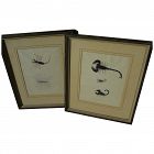 PAIR 19th century detailed original drawings of scorpions and other insects