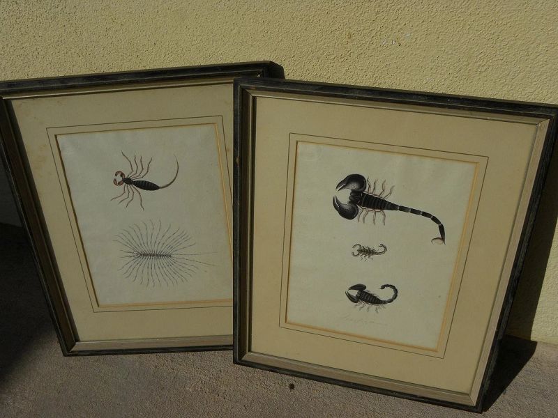 PAIR 19th century detailed original drawings of scorpions and other insects