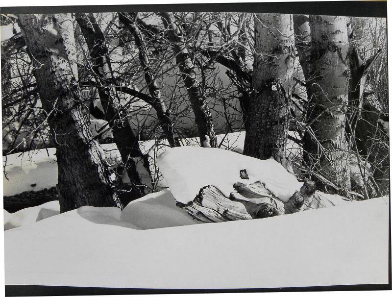 Black and white photograph of snow in woods from estate of Charlton and Lydia Heston