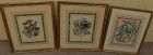 Antique English botanical prints in quality frames (three)