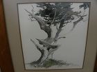 JAMES MARCH PHILLIPS 1913-1981 watercolor California Monterey cypress