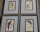 Four 1830's antique hand colored prints Australia birds by EDWARD LEAR