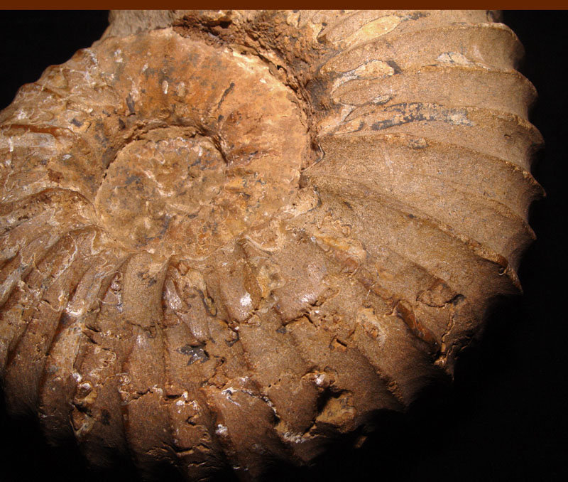 Rare Nautilus Ammonite Fossil - Cretaceous Period