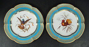 Antique Coalport Ornithological Hummingbird Plates