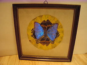 Framed Mounted Butterfly  SOLD