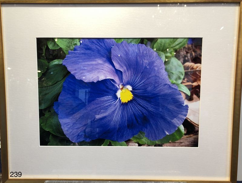 High Definition photo of a Pansy