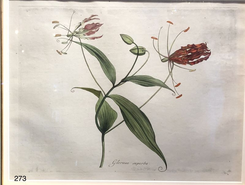 German Botanical Colored Etching Eighteenth Century